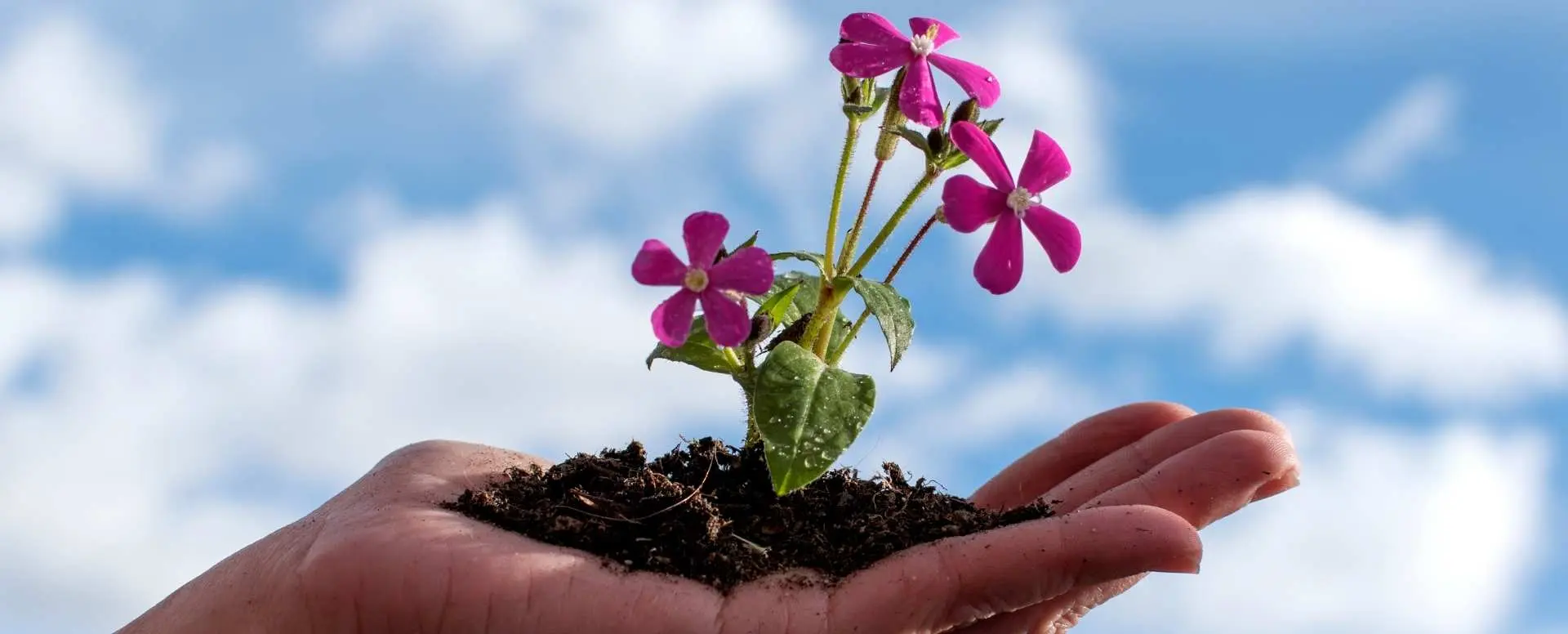 a single hand holding some dirt with a flower growing